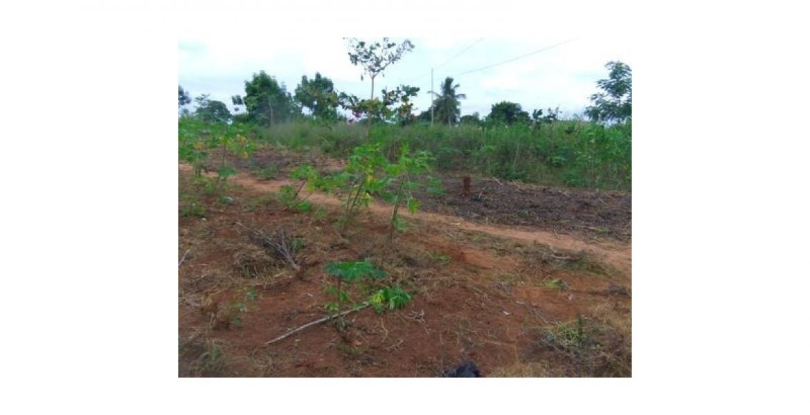 Zanguéra TV019, à vendre terrains avec 3 tampons à Lomé Togo